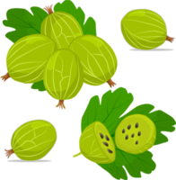 Sweet juicy tasty natural eco product gooseberry png