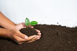 Hands holding young plant seeds in fertile farmland photo