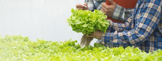 close up view hands of farmer picking lettuce in hydroponic greenhouse. photo
