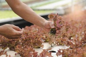 close up view hands of farmer picking lettuce in hydroponic greenhouse. photo