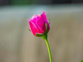 pink rose blooming in the garden photo