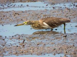 Chinese pond heron walking on the field photo