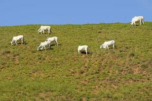 vacas en el pasto en la cima de la montaña en un día muy soleado foto