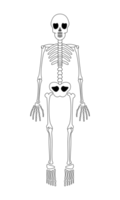 cartone animato scheletro illustrazione png
