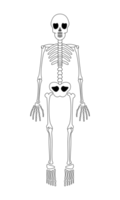 Cartoon Skeleton Illustration png