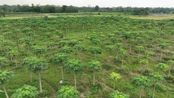 Papaya field with aerial view video