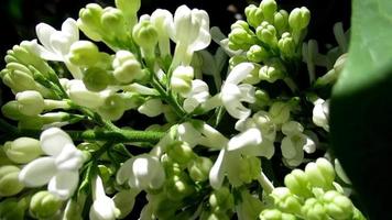 bianca verde lilla fiore vicino su video