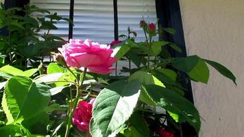 a pink rose blooming in the sun video