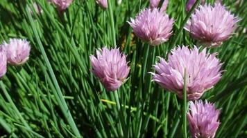 pink flowers of chives in the garden video