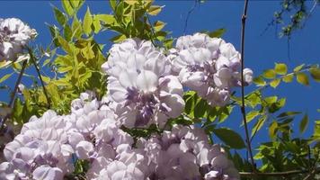 purple spring flowers blue sky, wisteria video