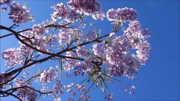 Purper bloem, zonnig blauw lucht, blauweregen bloem video