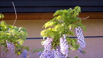 purple wisteria flower by the wall video