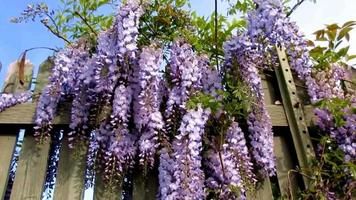 purple flowers on wooden fence, wisteria video