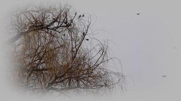 many birds flying to an old willow tree in cold winter video