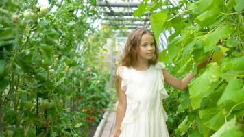 adorável menina colhendo pepinos e tomates em estufa. video