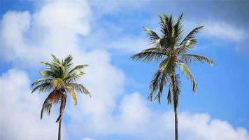 dos grandes palmeras en el cielo azul soleado video