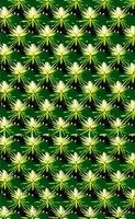Green marijuana leaf in nature pattern design photo