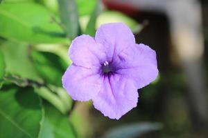 Ruellia humilis is an ornamental plant which is also used as a medicinal plant. The distinctive feature of this plant is its blue-purple trumpet-shaped flowers. photo