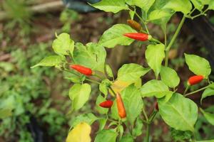 Nature chili background images abstract blur and bokeh for design. photo