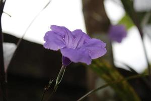 Ruellia humilis is an ornamental plant which is also used as a medicinal plant. The distinctive feature of this plant is its blue-purple trumpet-shaped flowers. photo