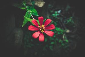 bokeh flower object on green and black background photo