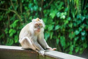 Monkey sitting on wooden railing photo