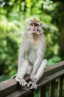 Calm monkey sitting on a wooden railing. photo