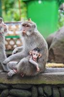 Nice monkey family with a baby sitting on a stone photo