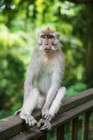 Charming monkey sitting on a wooden railing photo