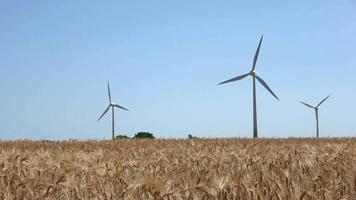 Selective focus view at windmills producing energy in golden wheat fields video