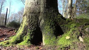 Tracking shot of tree trunk on forest floor with beautiful green moss on roots. video