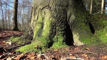 Tracking shot of tree trunk on forest floor with beautiful green moss on roots. video