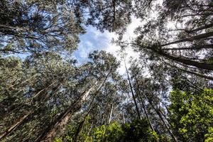 2022 08 22 Madeira eucalyptus forest photo