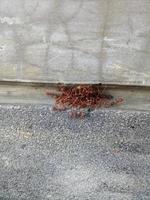 a crowd of ants on the road photo