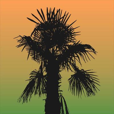 palm tree silhouette over sunset sky