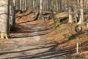 Autumn forest scenery with a footpath leading into the scene photo