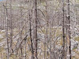 bosque muerto quemado. secuelas de un devastador incendio. Consecuencias del calentamiento global y el cambio climático. foto