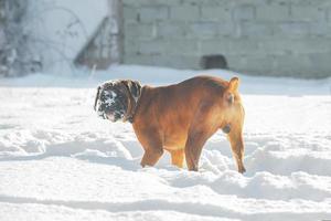 jengibre grande perro alemán Boxer alegremente camina y obras de teatro en el nieve en un invierno día foto