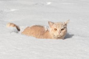 Domestic beautiful peach-colored cat of the British breed sits in deep white snow on a sunny winter day photo