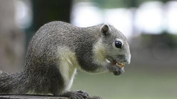 il scoiattolo mangiare Noce su il ceppo nel il parco. video