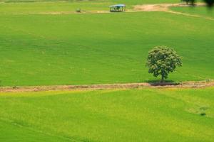 a tree standing in a rice field This is a high angle view on a high mountain, making it possible to see below beautifully and is a beautiful natural fresh air in the Thai countryside. photo