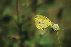 delias eucharis es un hermosa y activo tiempo de día amarillo mariposa. mirando para comida durante el día encaramado en un cama de flores en buscar de el dulce olor de flores en naturaleza en primavera. foto