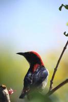 The red-backed woodpecker perches on parasitic branches for food and eats parasitic seeds. It is a bird that flies very fast, small and beautiful. -Nok Khun Chang Khun Phaen- photo