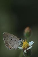 A small gray butterfly foraging on yellow flowers and sucking pollen for food is a cycle in the nature and ecosystem of butterflies and insects. photo