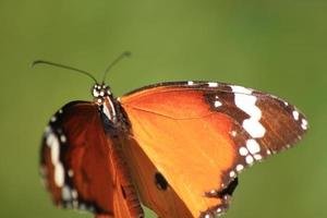 Butterflies with multicolored patterns perched on red amaranths in nature indicate that nature is still pure, butterflies in search of insects' natural nectar for food and nectar. photo