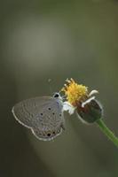 A small gray butterfly foraging on yellow flowers and sucking pollen for food is a cycle in the nature and ecosystem of butterflies and insects. photo