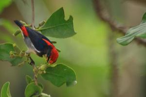 red-backed woodpecker, perching on the branches of a parasitic plant for food and feeding on the seeds of the parasitic plant, is a very fast-flying, small but beautiful bird. photo