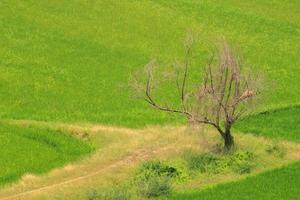 Dry perennial trees die in the paddy fields. This is a high-angle shot of a building located on a mountain that makes it look beautiful below. photo