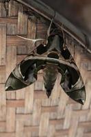 Oleander hawk-moth is a nimble, beautiful moth that likes to forage at night, but does not wander during the day on a woven bamboo floor. photo