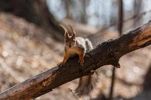 Squirrel sits on a tree photo